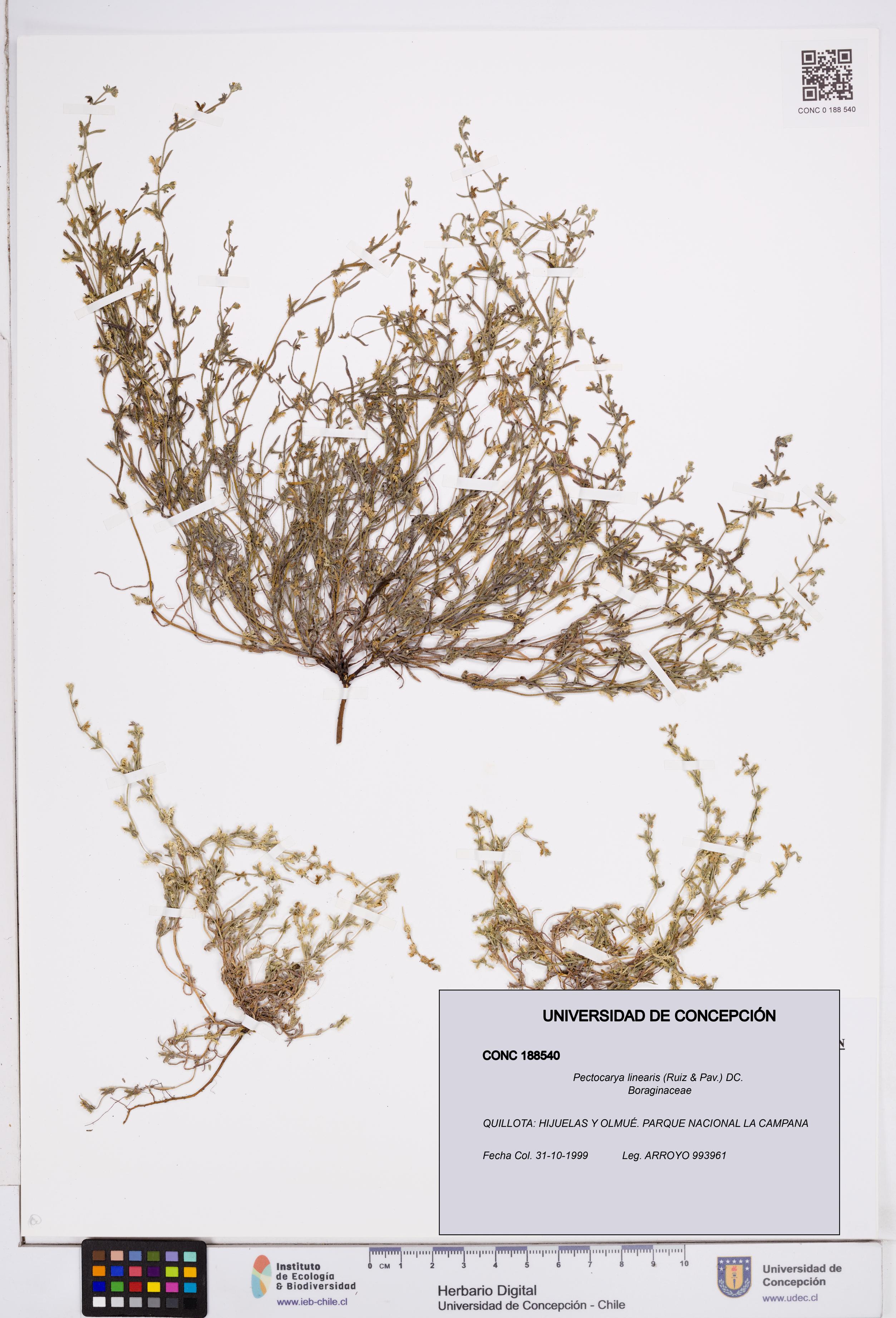 Pectocarya linearis [Espécimen: ]