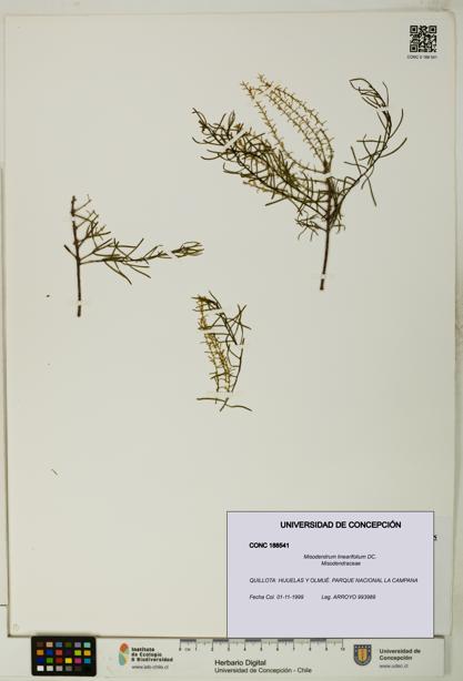 Misodendrum linearifolium [Espécimen: UDEC:CONC:0188541]