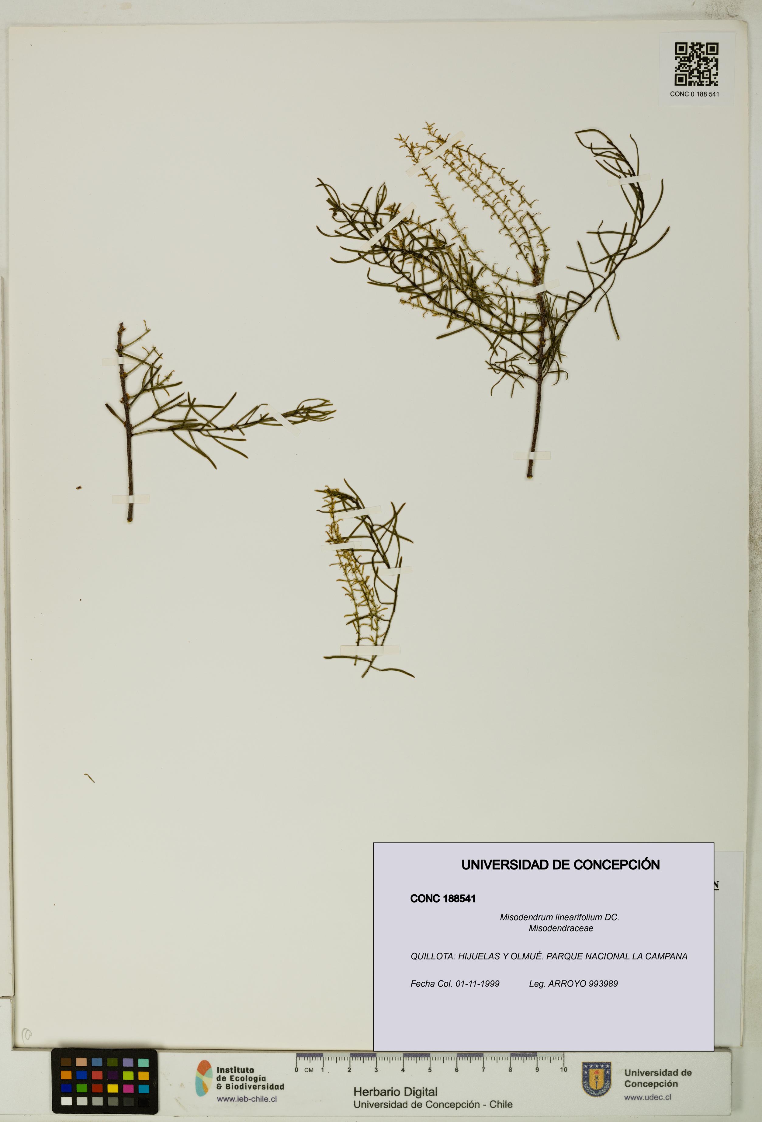 Misodendrum linearifolium [Espécimen: UDEC:CONC:0188541]