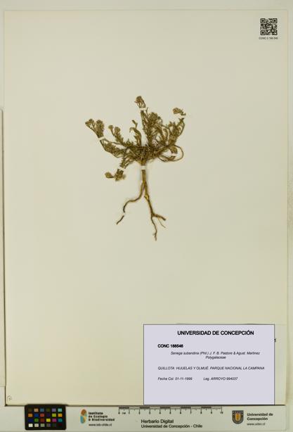 Senega subandina [Espécimen: UDEC:CONC:0188546]