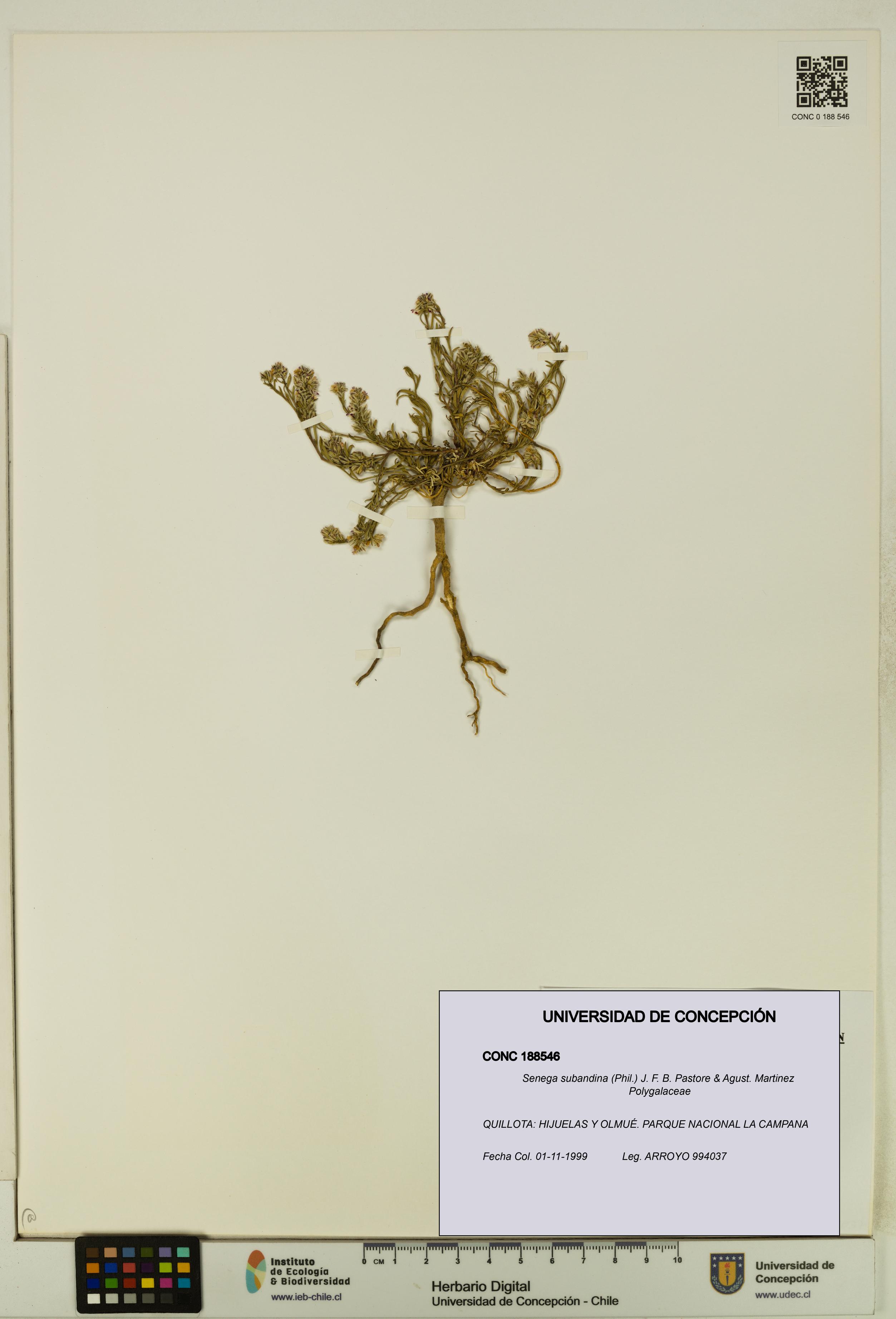 Senega subandina [Espécimen: UDEC:CONC:0188546]