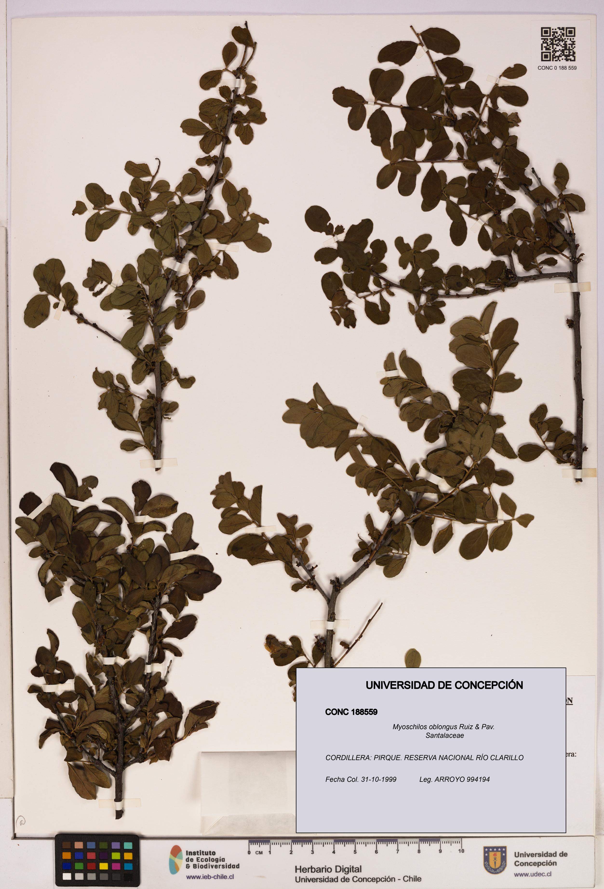 Myoschilos oblongus [Espécimen: UDEC:CONC:0188559]