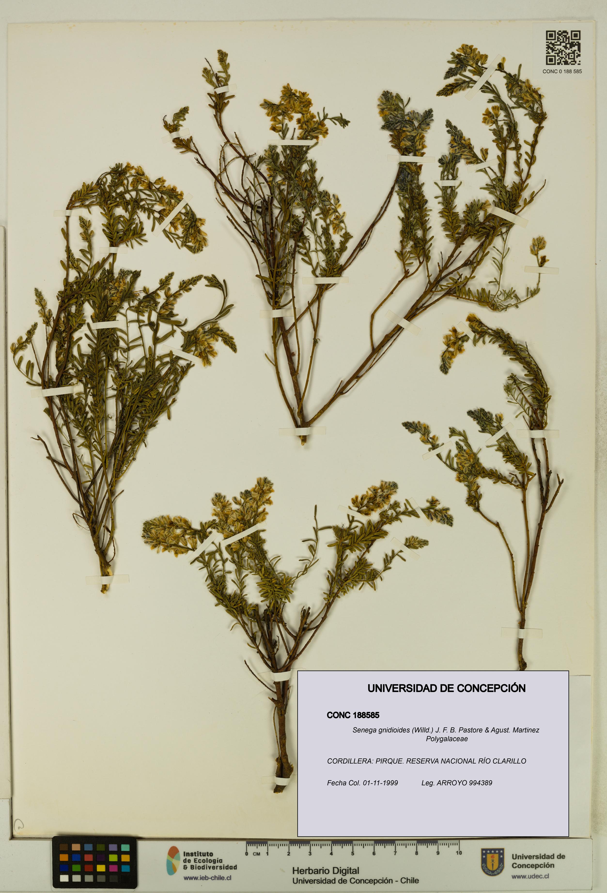 Senega gnidioides [Espécimen: UDEC:CONC:0188585]