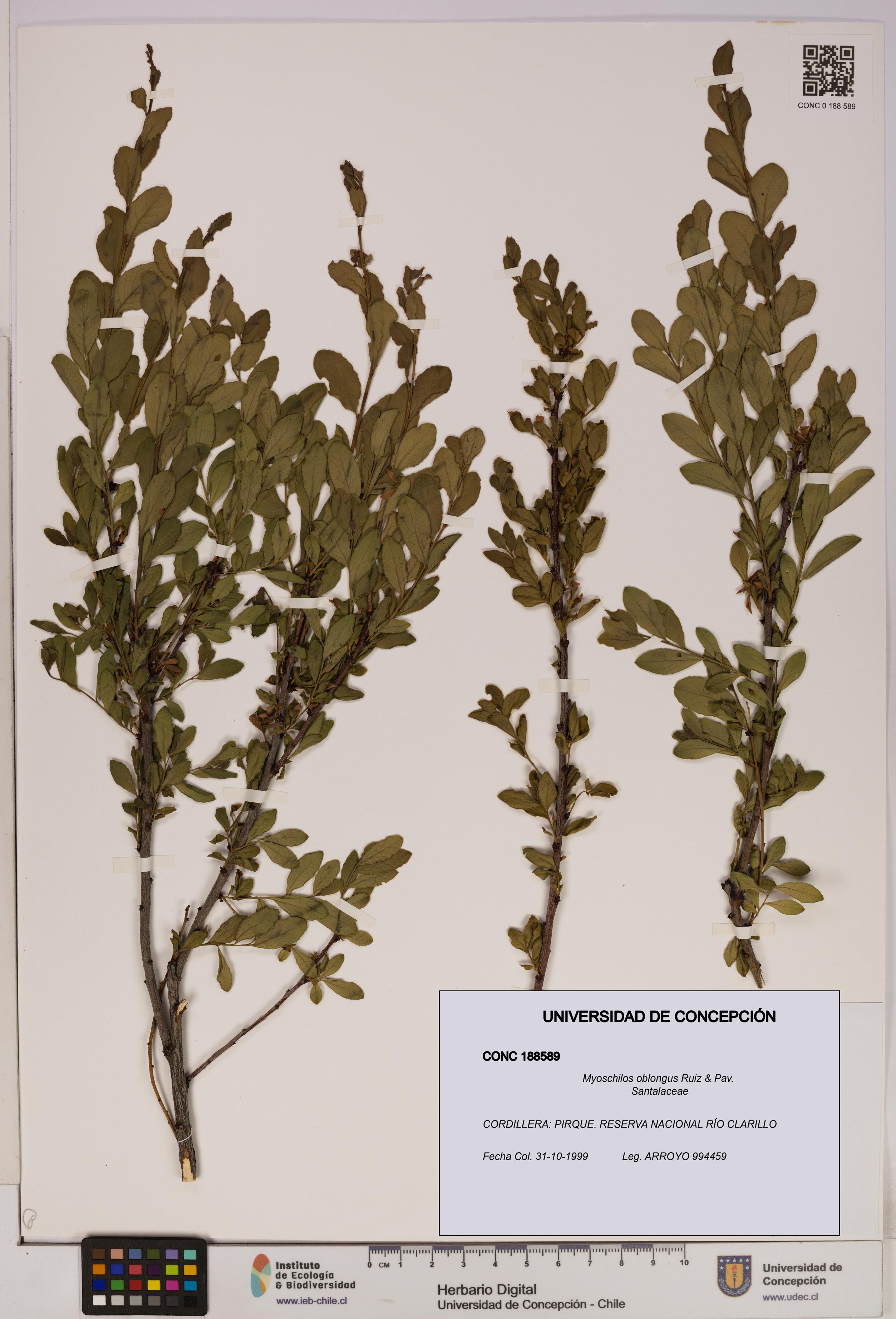 Myoschilos oblongus [Espécimen: UDEC:CONC:0188589]