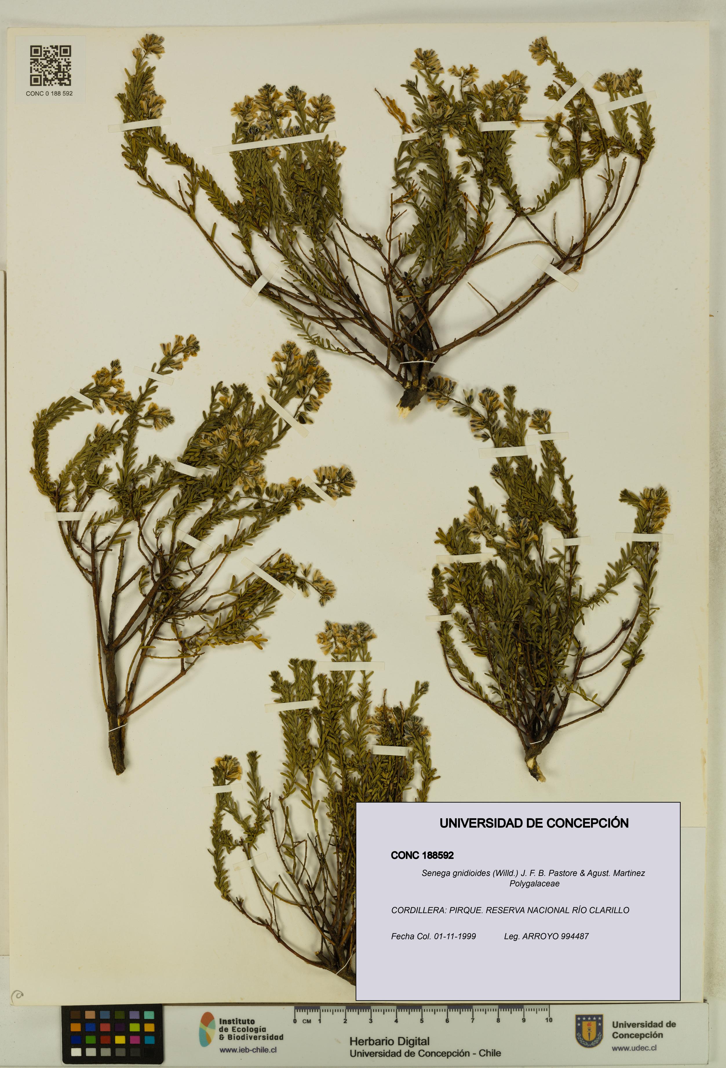 Senega gnidioides [Espécimen: UDEC:CONC:0188592]