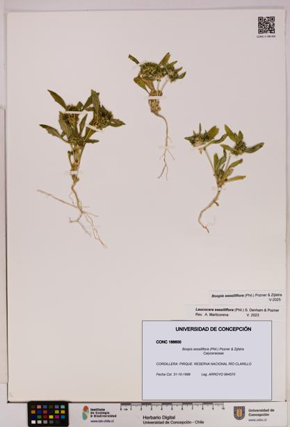 Boopis sessiliflora [Espécimen: UDEC:CONC:0188600]