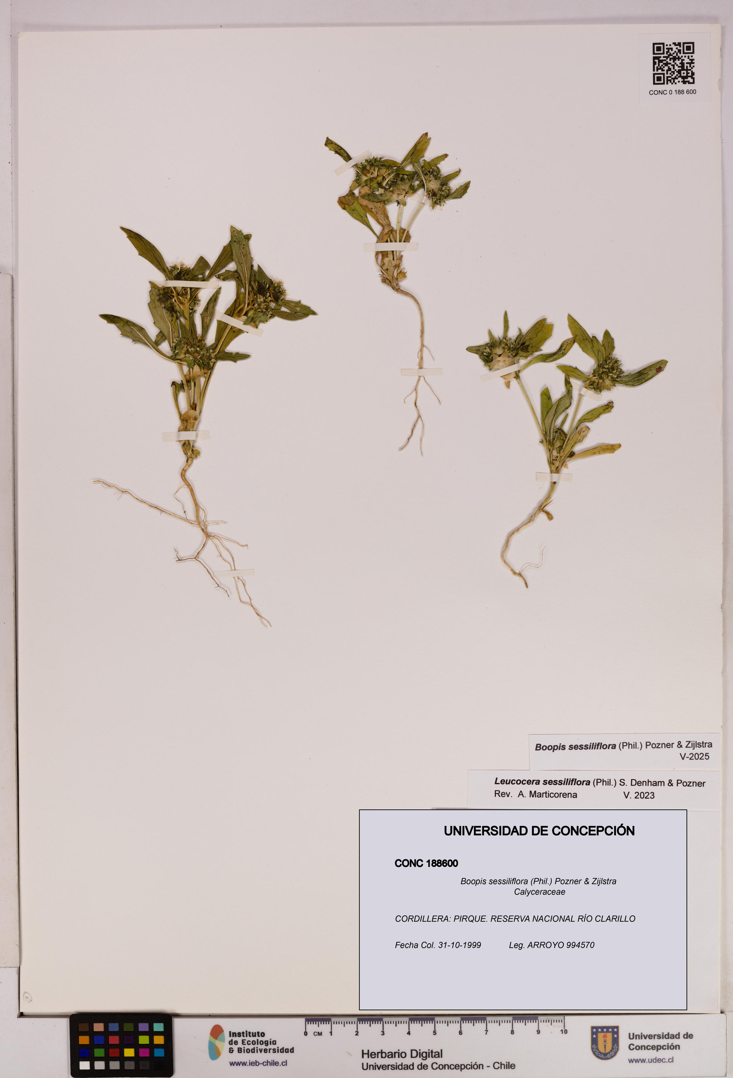 Boopis sessiliflora [Espécimen: UDEC:CONC:0188600]