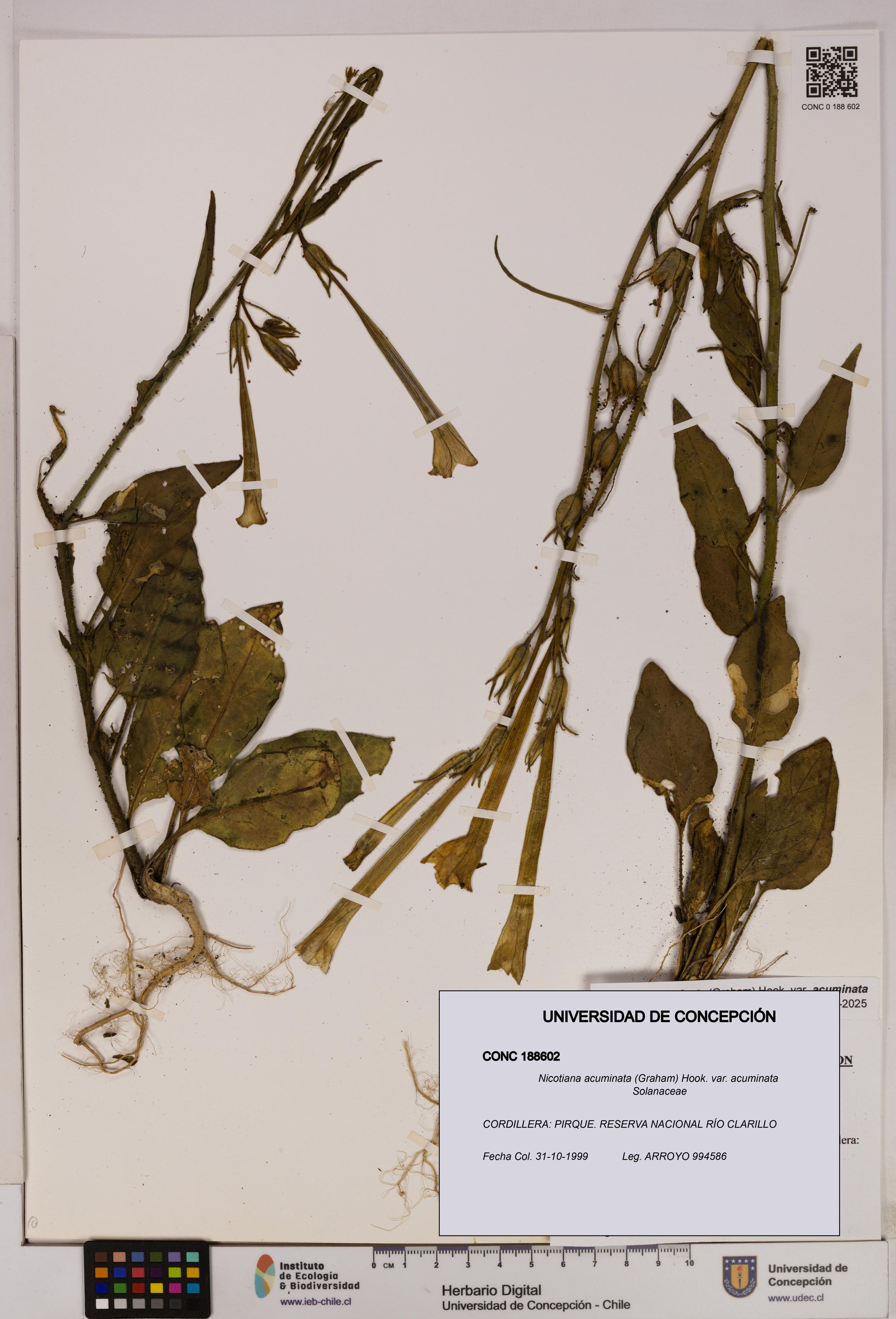 Nicotiana acuminata [Espécimen: UDEC:CONC:0188602]