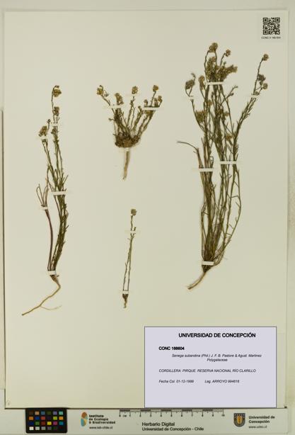 Senega subandina [Espécimen: UDEC:CONC:0188604]