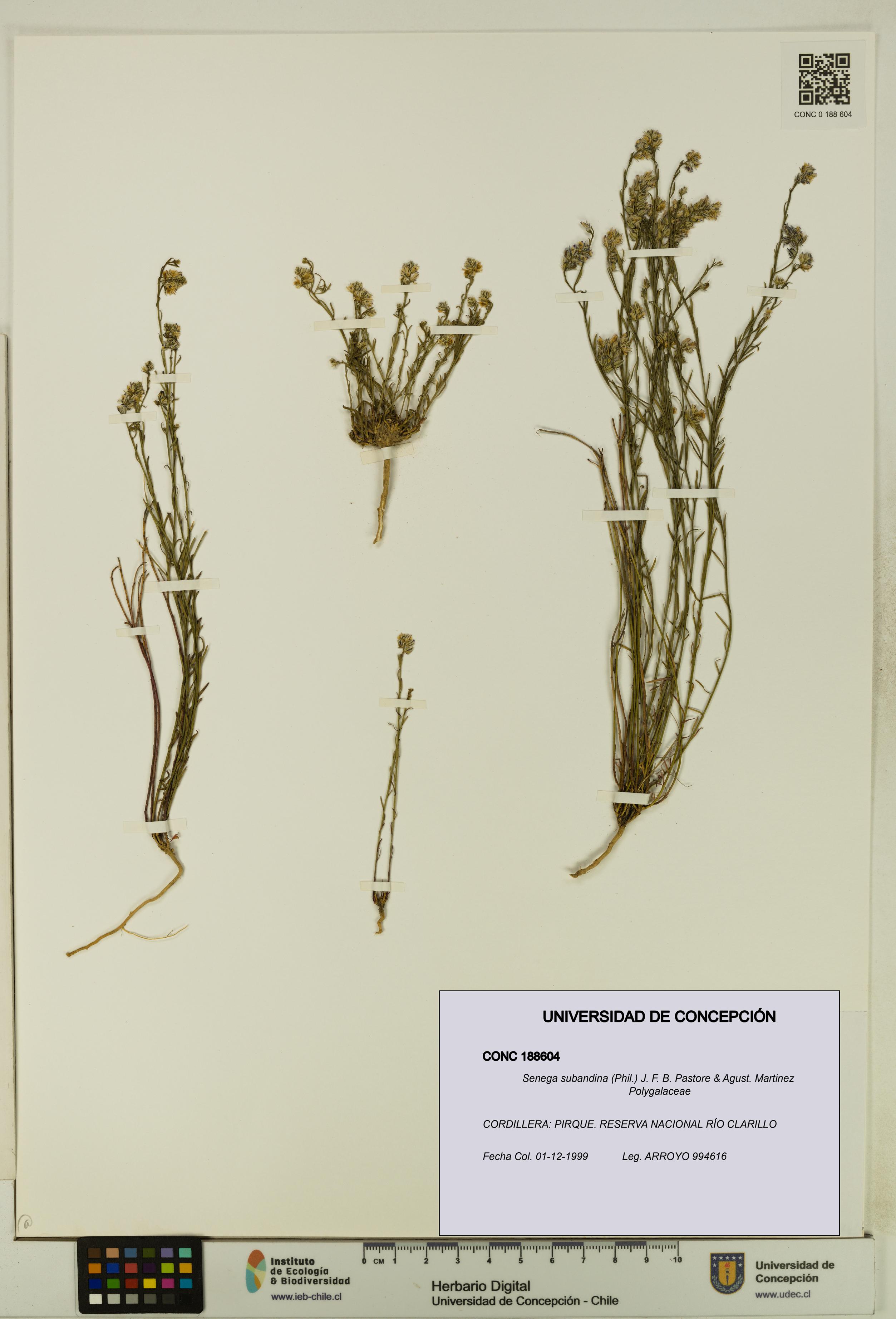Senega subandina [Espécimen: UDEC:CONC:0188604]