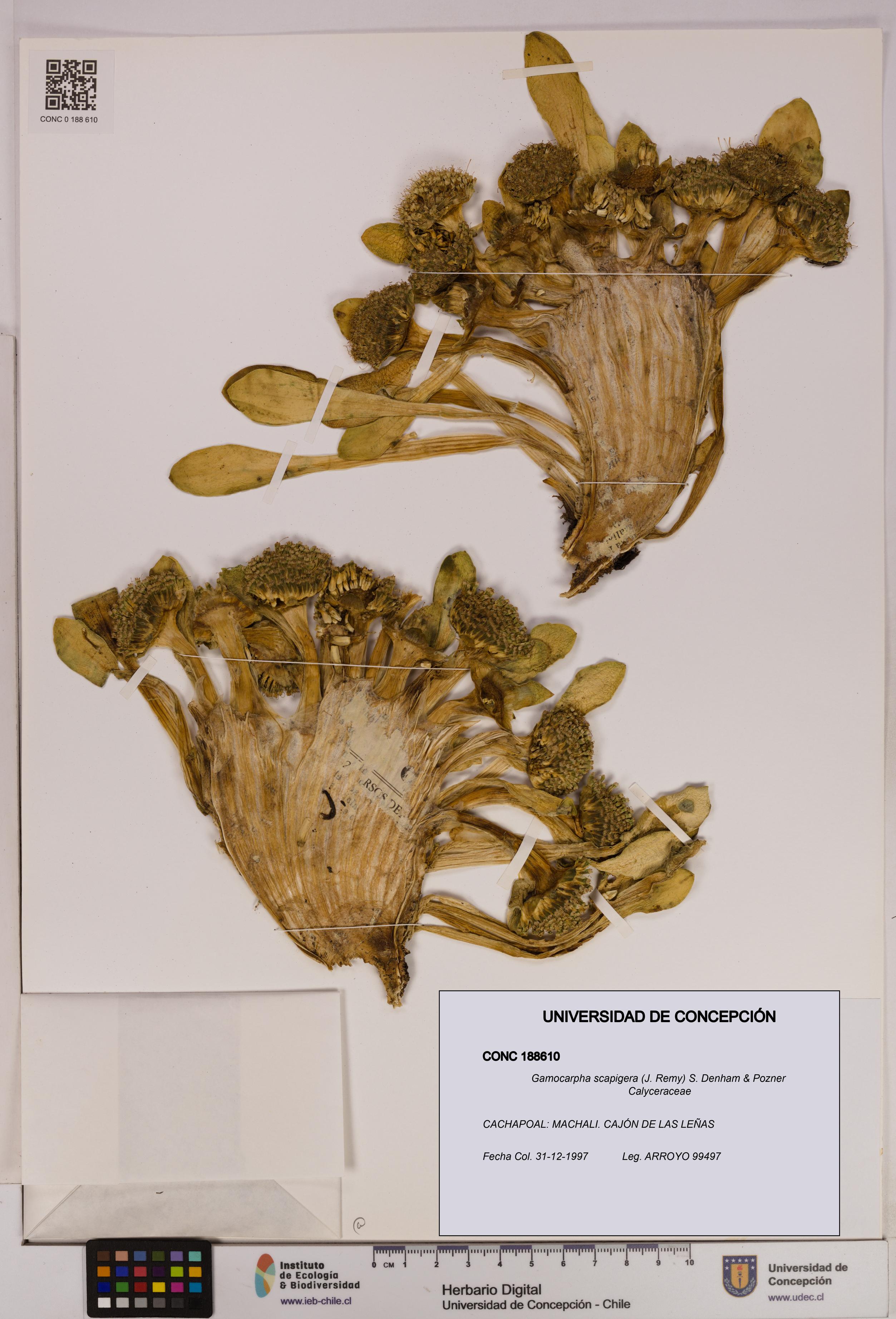 Gamocarpha scapigera [Espécimen: UDEC:CONC:0188610]