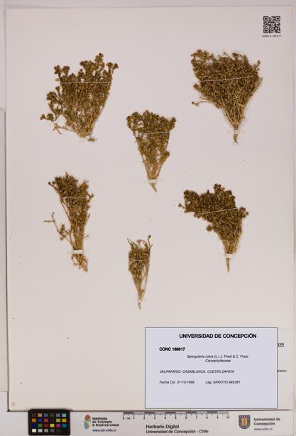 Spergularia rubra [Espécimen: UDEC:CONC:0188617]