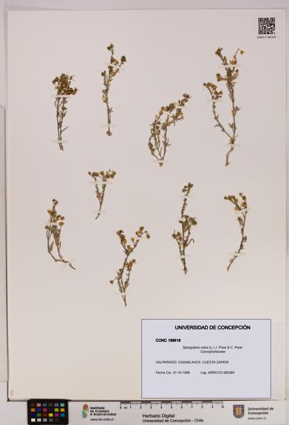 Spergularia rubra [Espécimen: UDEC:CONC:0188618]