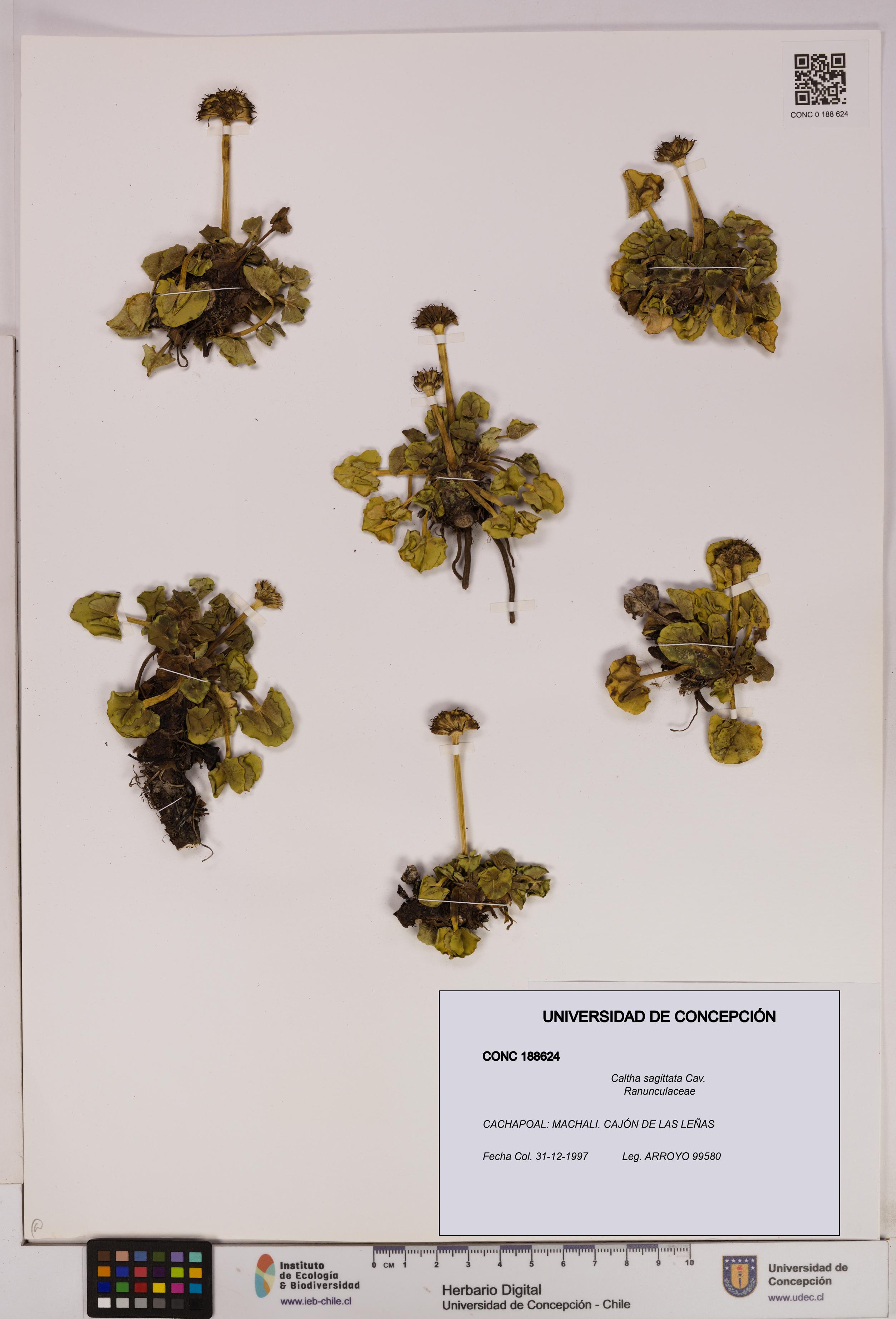 Caltha sagittata [Espécimen: UDEC:CONC:0188624]