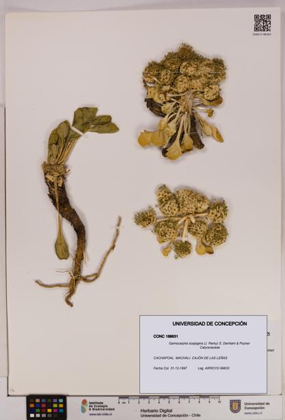 Gamocarpha scapigera [Espécimen: UDEC:CONC:0188631]