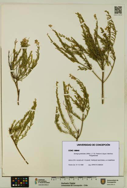 Senega gnidioides [Espécimen: UDEC:CONC:0188640]