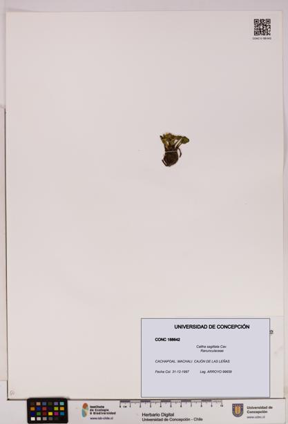 Caltha sagittata [Espécimen: UDEC:CONC:0188642]