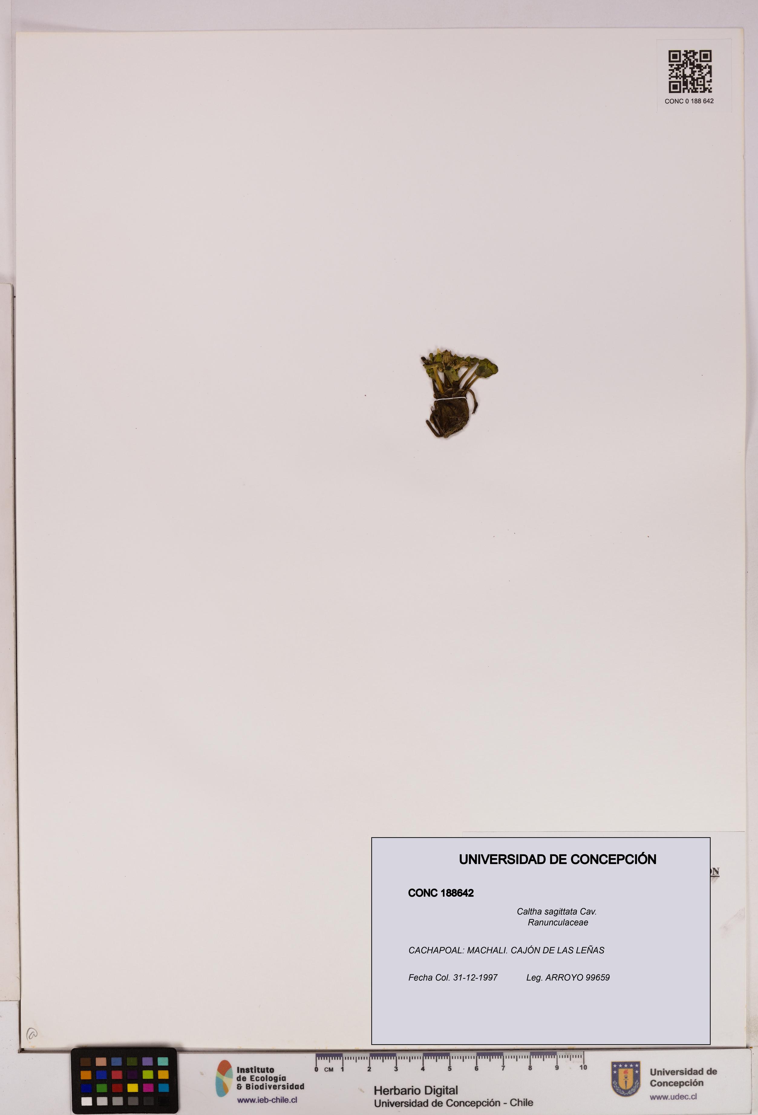 Caltha sagittata [Espécimen: UDEC:CONC:0188642]