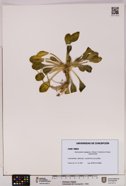 Gamocarpha scapigera [Espécimen: UDEC:CONC:0188644]