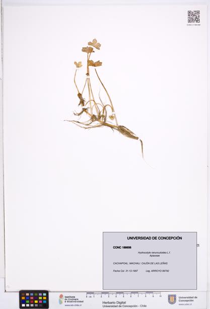 Hydrocotyle ranunculoides [Espécimen: ]