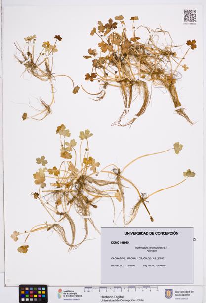 Hydrocotyle ranunculoides [Espécimen: ]