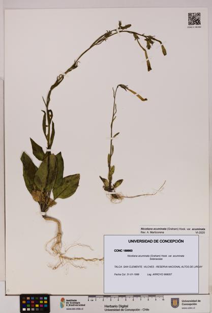 Nicotiana acuminata [Espécimen: UDEC:CONC:0188663]