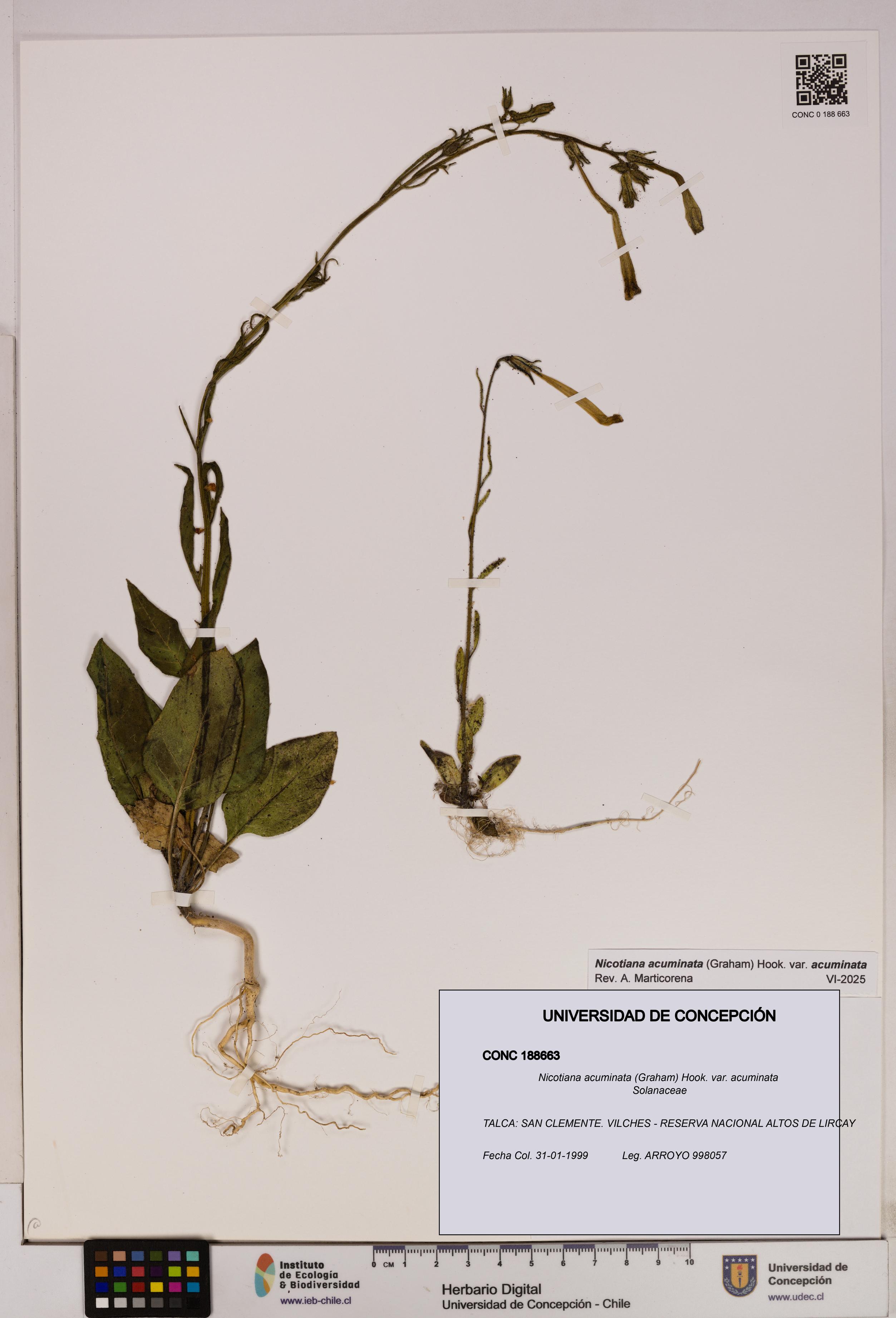 Nicotiana acuminata [Espécimen: UDEC:CONC:0188663]