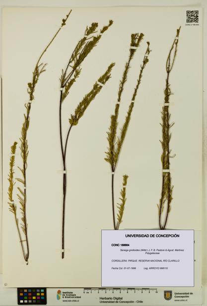 Senega gnidioides [Espécimen: UDEC:CONC:0188664]