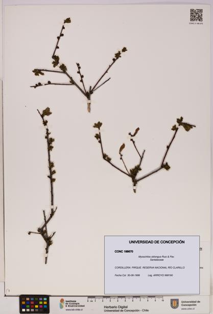 Myoschilos oblongus [Espécimen: UDEC:CONC:0188670]