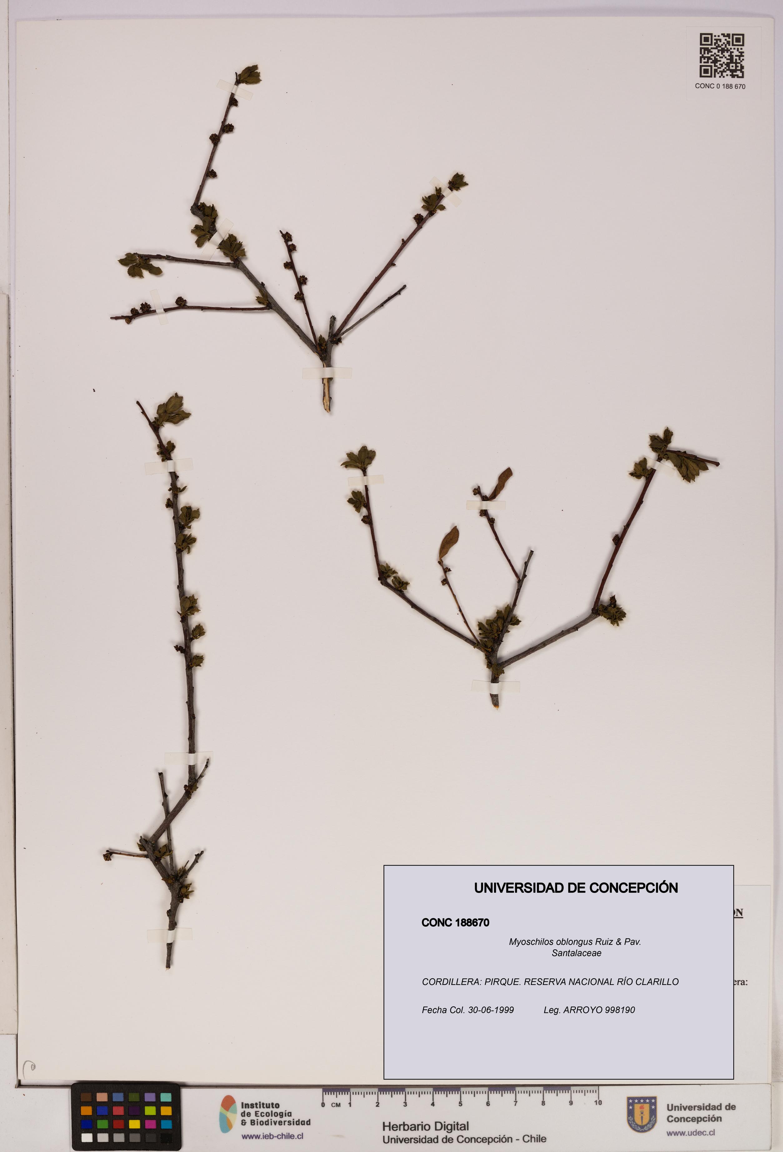 Myoschilos oblongus [Espécimen: UDEC:CONC:0188670]