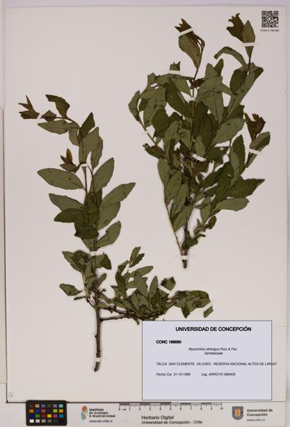 Myoschilos oblongus [Espécimen: UDEC:CONC:0188680]