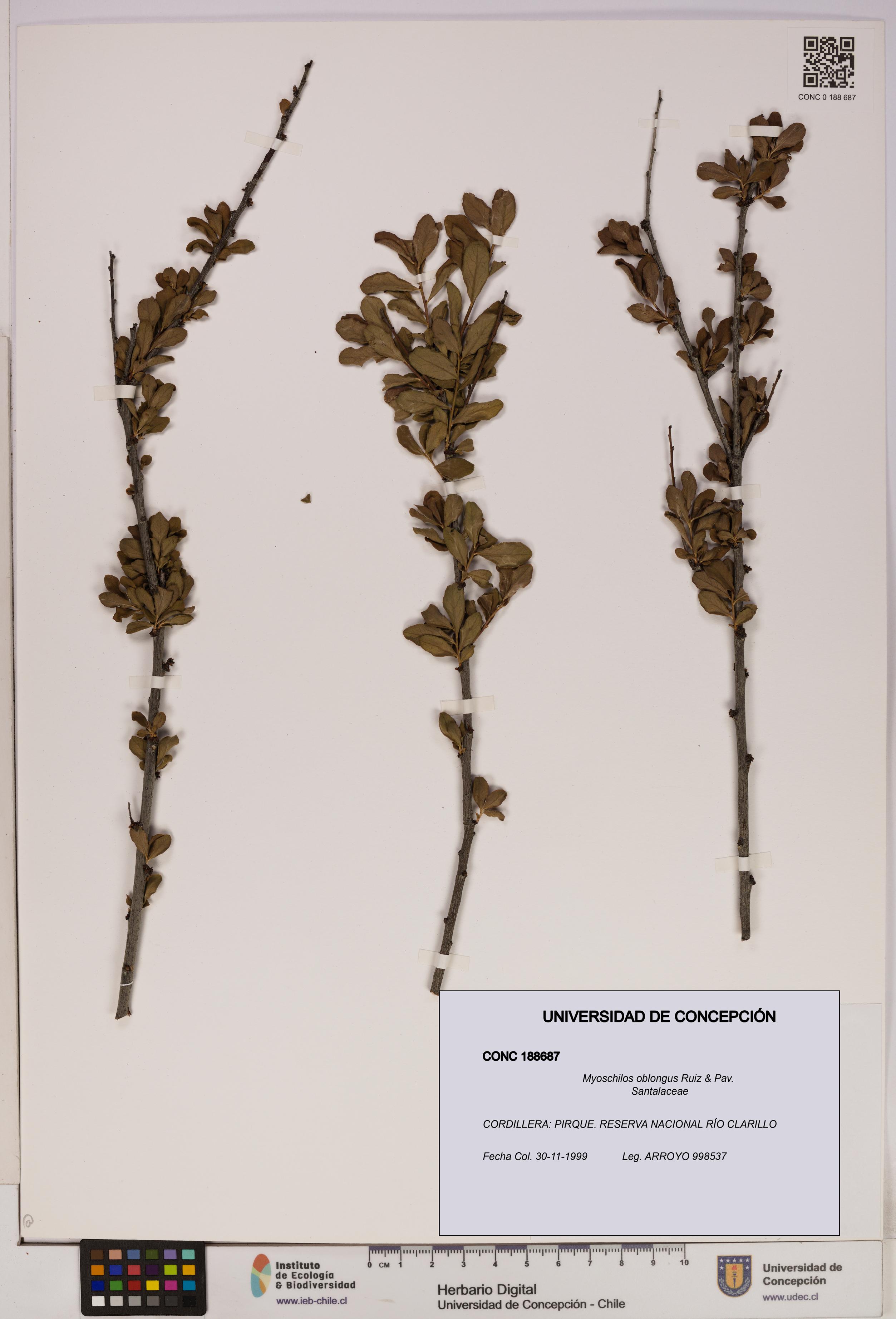 Myoschilos oblongus [Espécimen: UDEC:CONC:0188687]