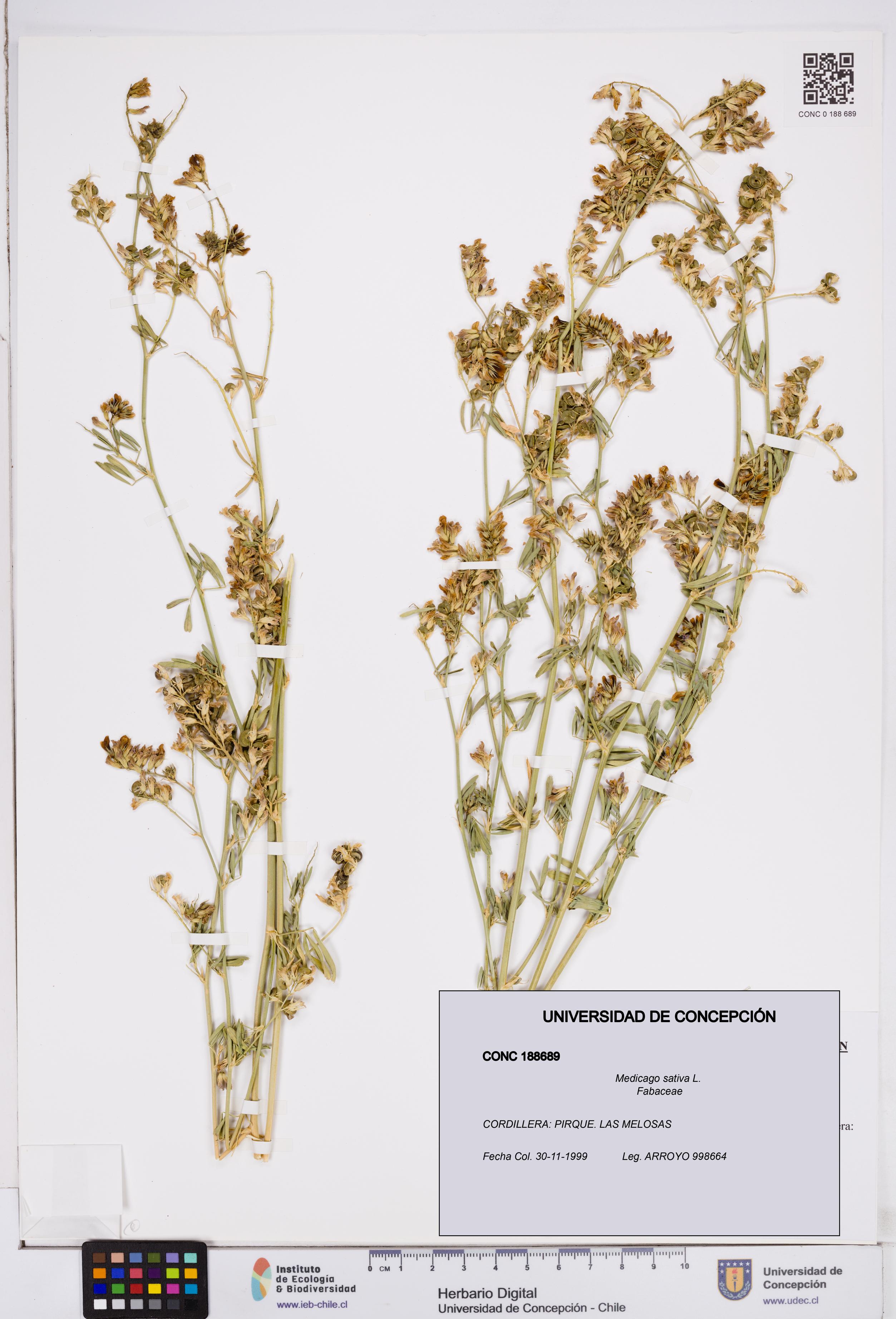 Medicago sativa [Espécimen: ]