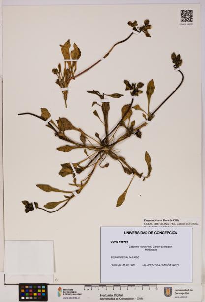 Cistanthe vicina [Espécimen: UDEC:CONC:0188701]