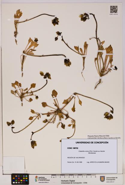 Cistanthe vicina [Espécimen: UDEC:CONC:0188702]