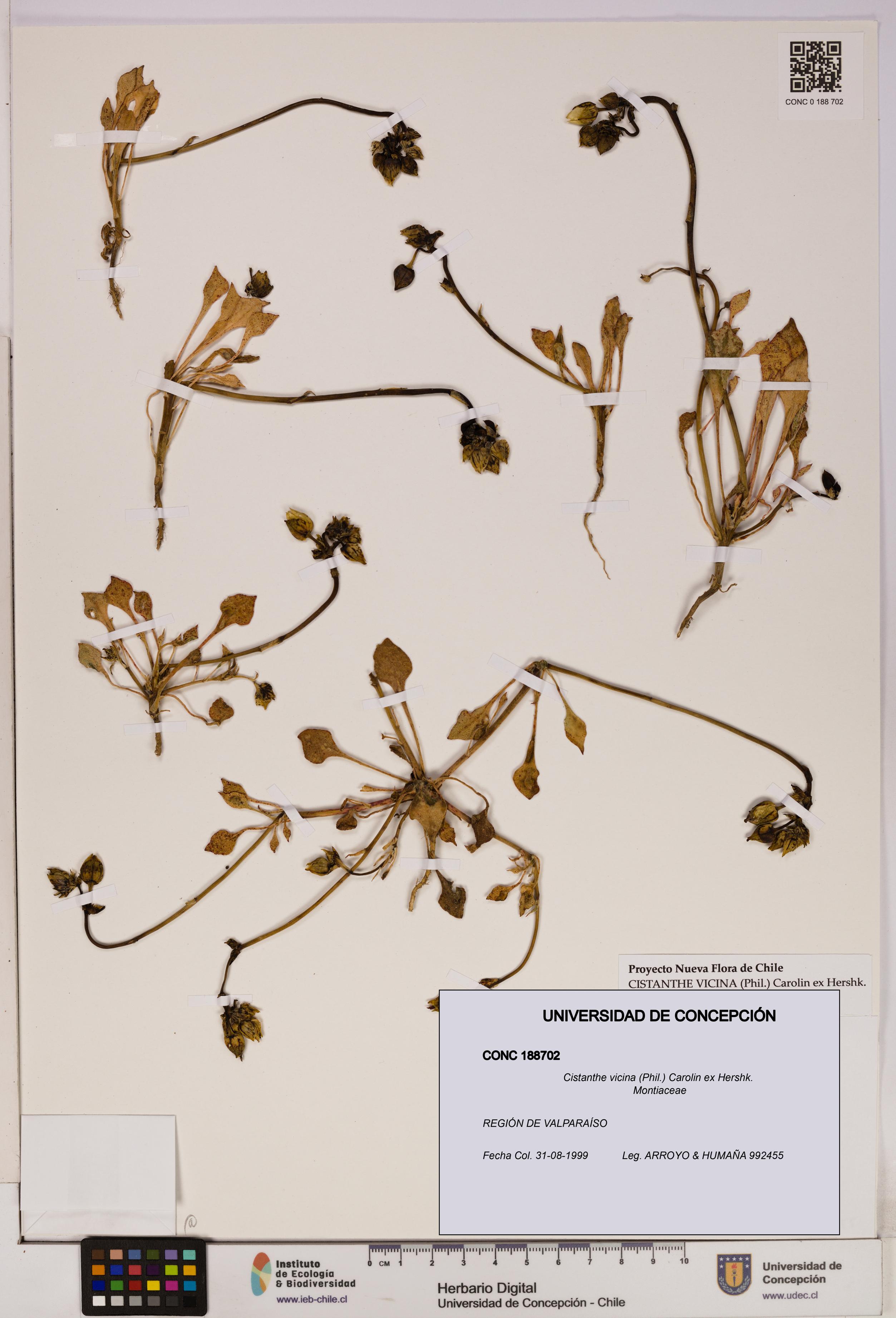 Cistanthe vicina [Espécimen: UDEC:CONC:0188702]