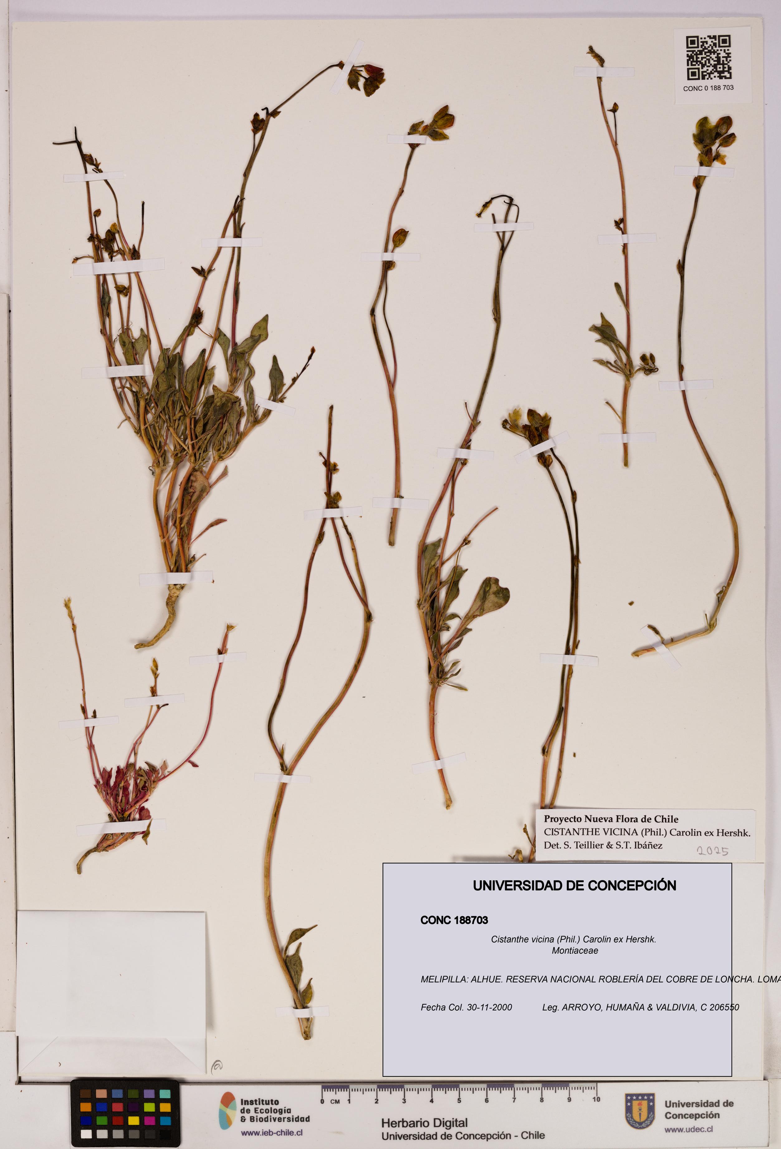 Cistanthe vicina [Espécimen: UDEC:CONC:0188703]