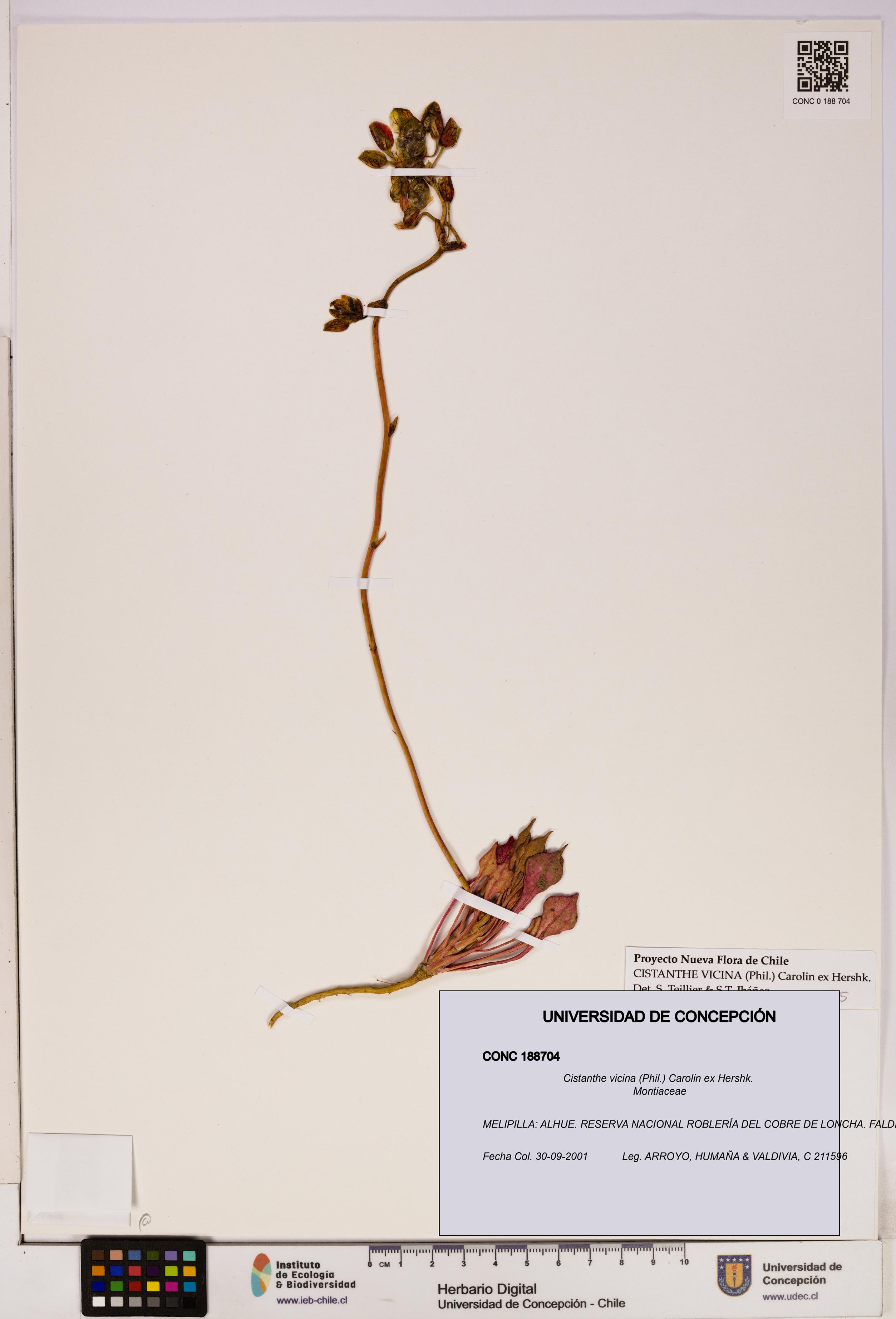 Cistanthe vicina [Espécimen: UDEC:CONC:0188704]