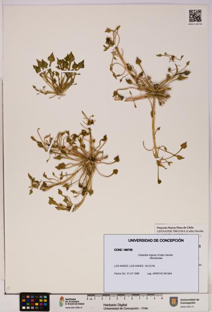 Cistanthe trigona [Espécimen: UDEC:CONC:0188705]