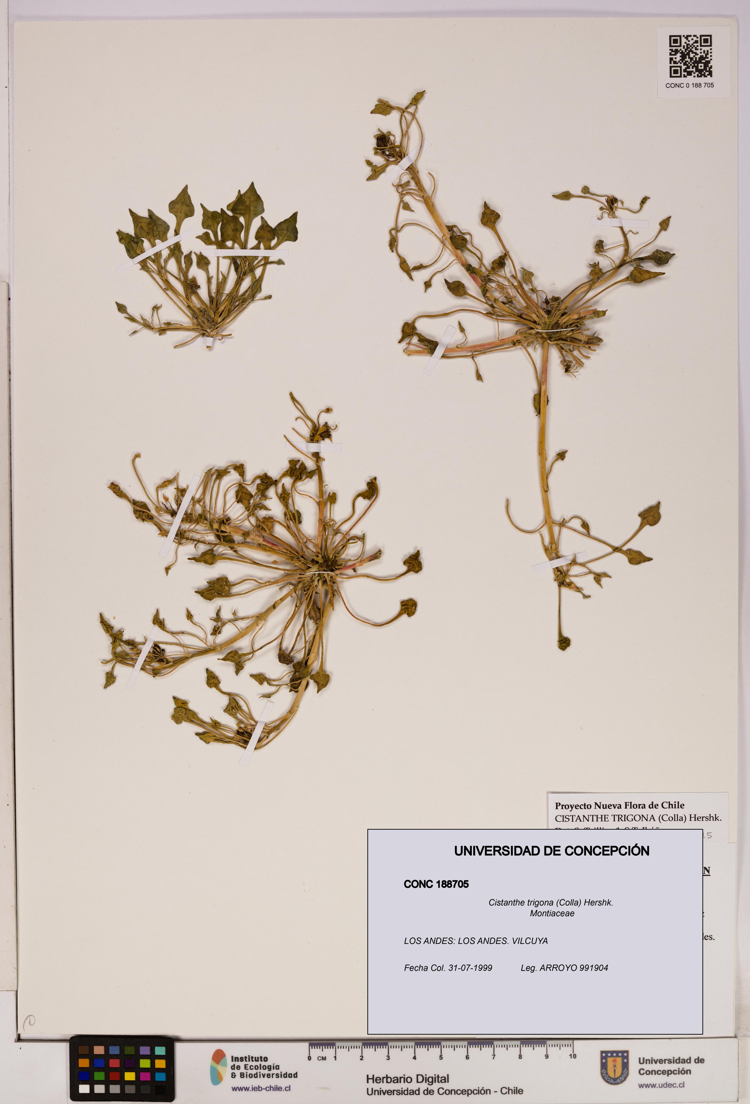 Cistanthe trigona [Espécimen: UDEC:CONC:0188705]