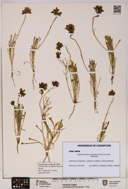 Cistanthe chamissoi [Espécimen: UDEC:CONC:0188706]