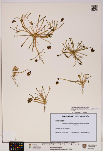 Cistanthe chamissoi [Espécimen: UDEC:CONC:0188707]