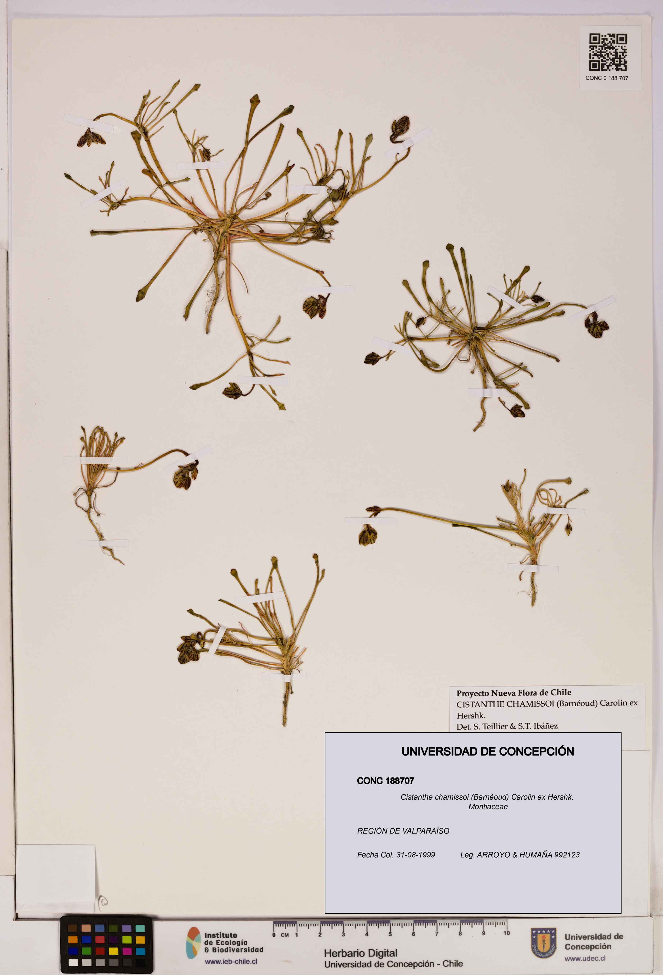 Cistanthe chamissoi [Espécimen: UDEC:CONC:0188707]