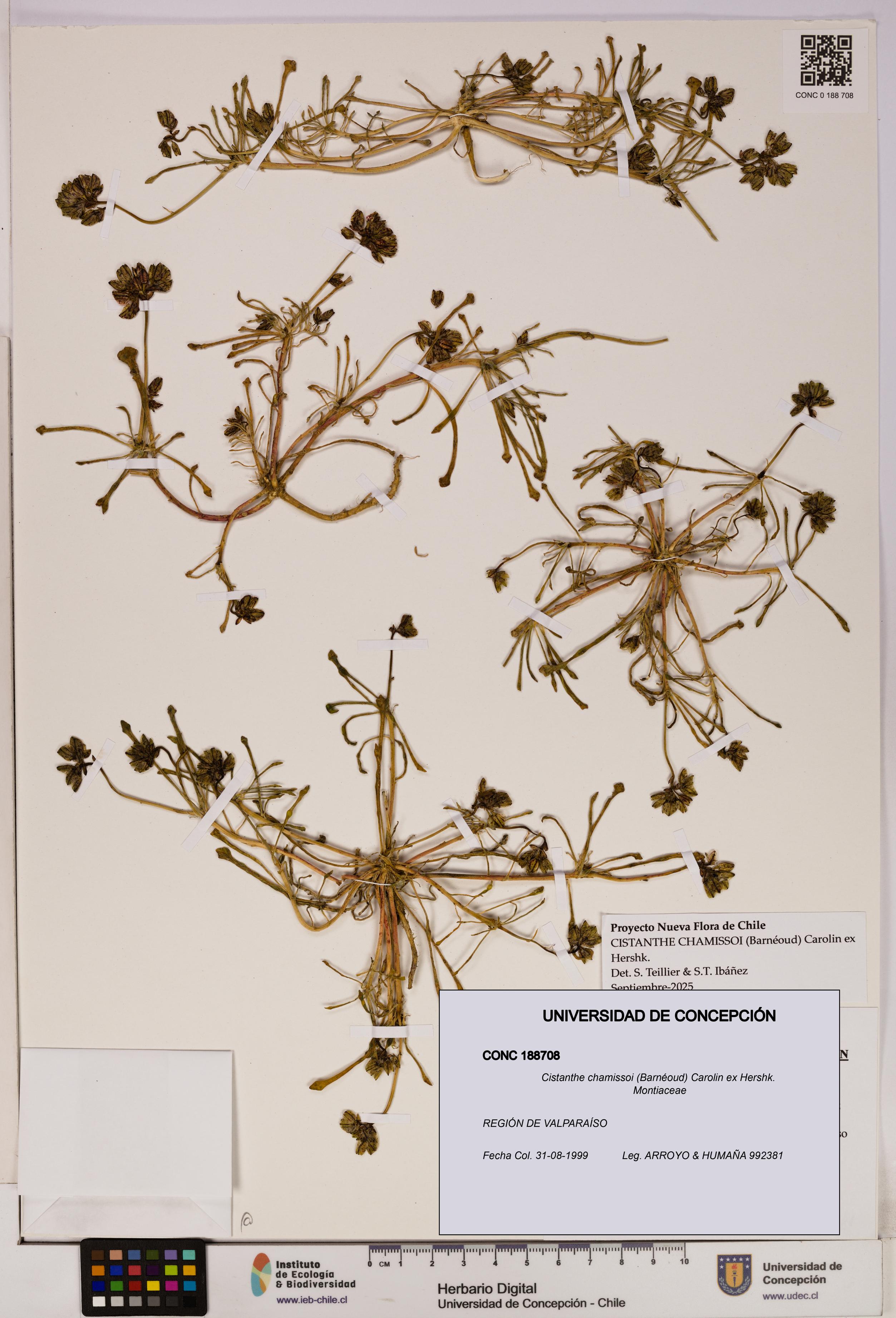 Cistanthe chamissoi [Espécimen: UDEC:CONC:0188708]