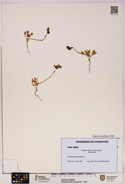 Cistanthe trigona [Espécimen: UDEC:CONC:0188709]