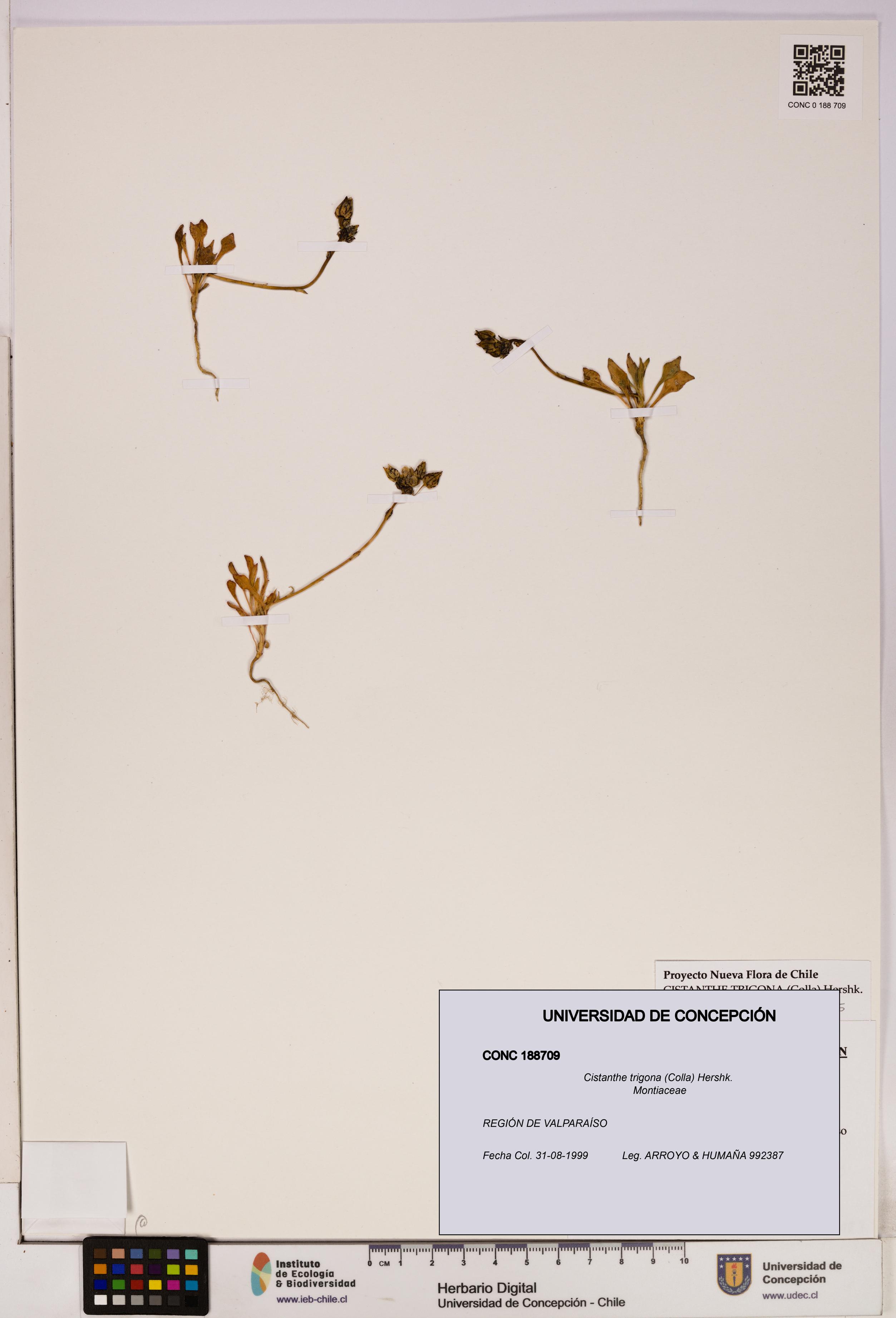Cistanthe trigona [Espécimen: UDEC:CONC:0188709]