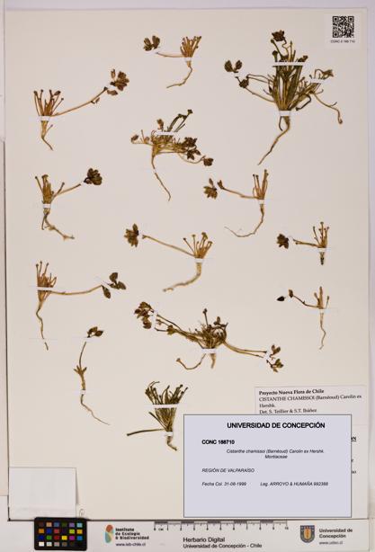 Cistanthe chamissoi [Espécimen: UDEC:CONC:0188710]