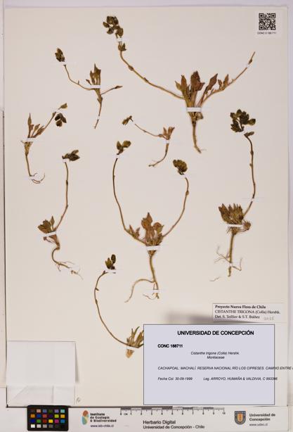 Cistanthe trigona [Espécimen: UDEC:CONC:0188711]