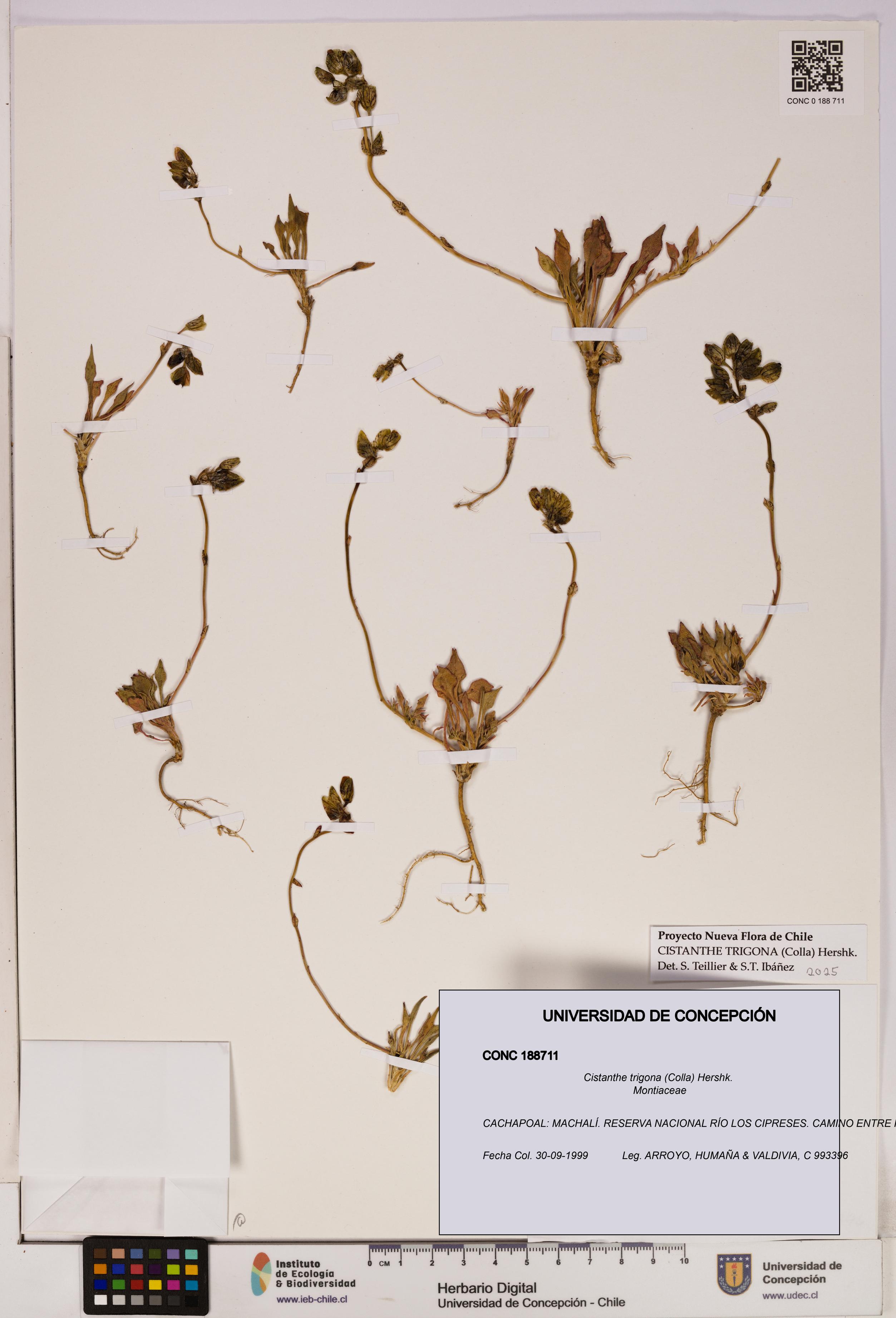 Cistanthe trigona [Espécimen: UDEC:CONC:0188711]