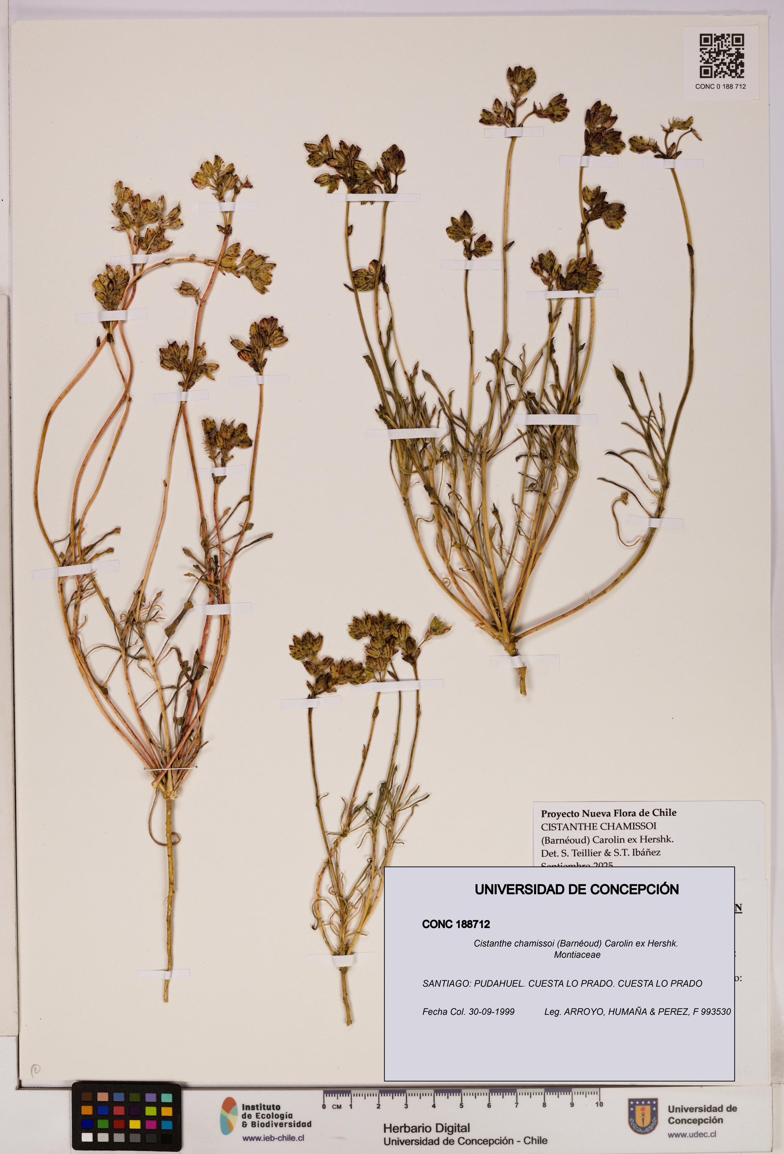Cistanthe chamissoi [Espécimen: UDEC:CONC:0188712]